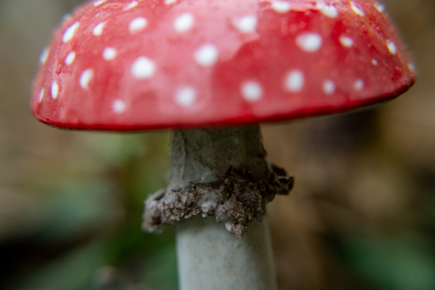 Red Ceramic Mushroom