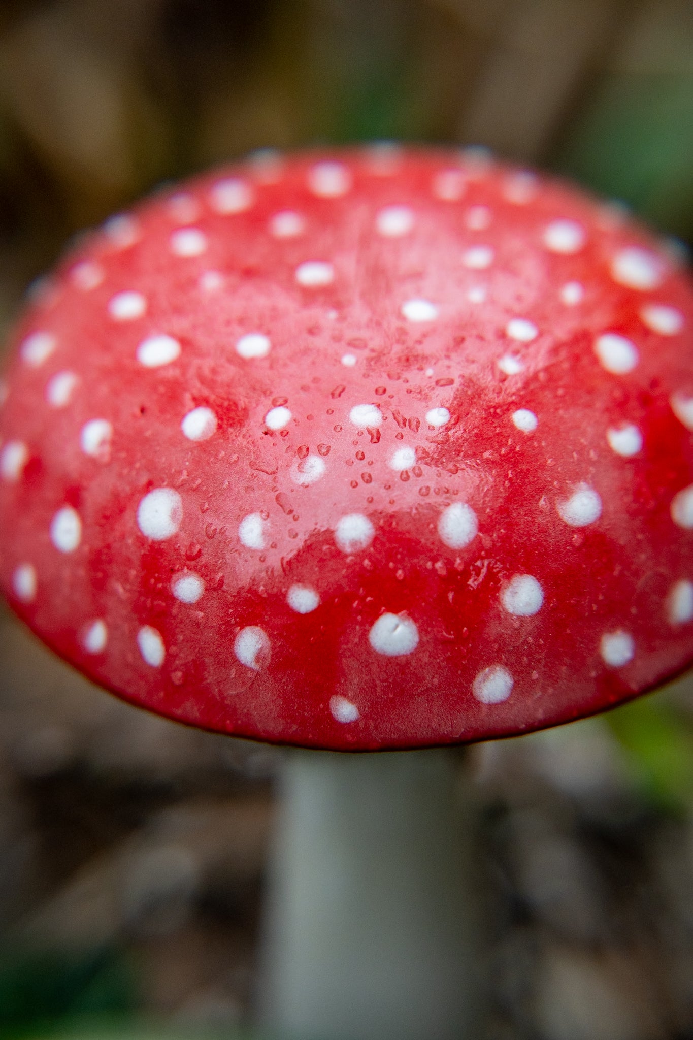 Red Ceramic Mushroom